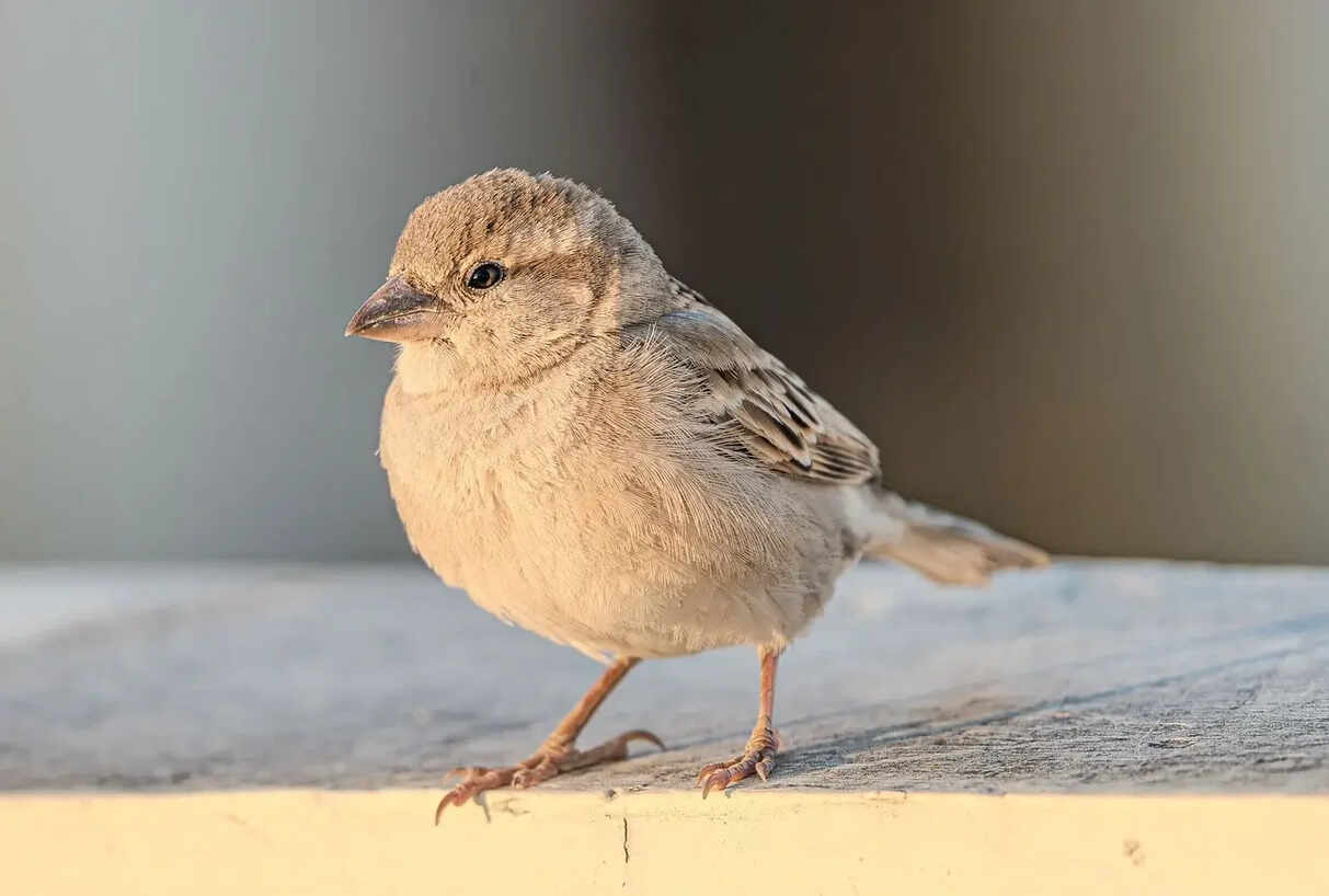 中国华电：确保“十五五”开好局、起好步